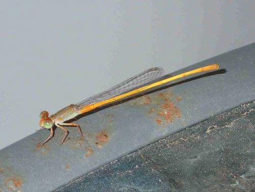 Réf. 209 513 : Ceriagrion sp.